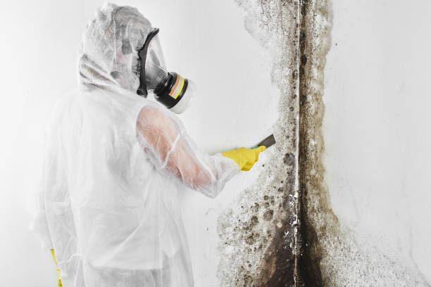Best Certified Mold Removal  in Tulsa, OK