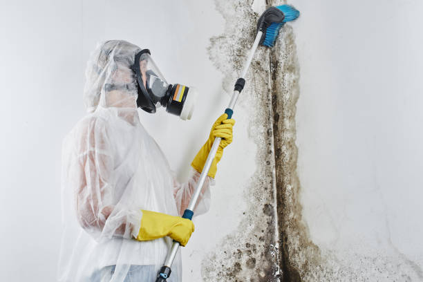 Best Mold Cleaning Services  in Tulsa, OK