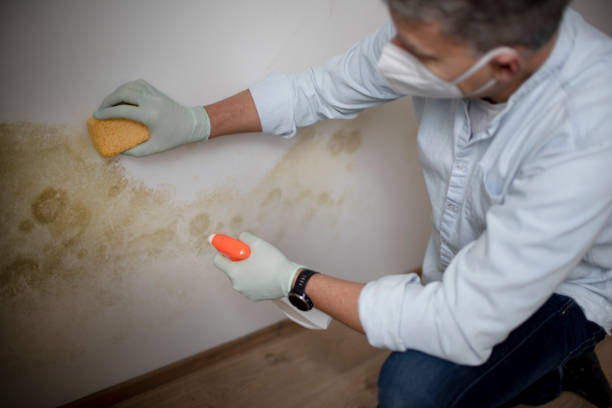 Best Mold Removal and Inspection  in Tulsa, OK