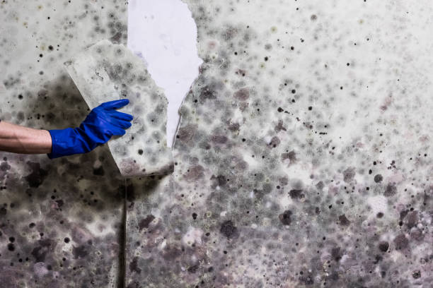 Professional Mold Removal in Tulsa, OK
