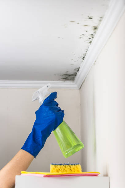 Best Mold Removal Company Near Me  in Tulsa, OK